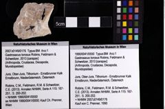 Foto (Objket + Etiketten) von Gastrosacus torosus (Robins, Feldmann & Schweitzer, 2013) 